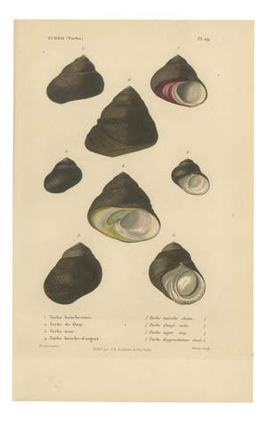 J.B. Baillière et Fils, Turbo Sea Shells Natural History, 1832, Engraving