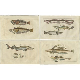 Remora and Dragonet and Star Gazer, 1832, Paper, Set of 4 For Sale