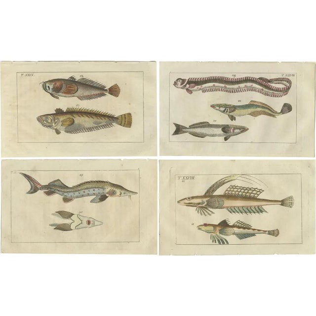 Remora and Dragonet and Star Gazer, 1832, Paper, Set of 4 For Sale