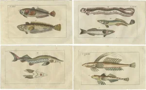 Remora and Dragonet and Star Gazer, 1832, Paper, Set of 4
