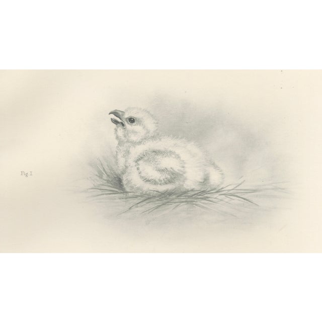Lilian M. Medland, Adult Sparrowhawk and Chicks, 1908, Monochrome Ornithological Plates, Set of 2 For Sale - Image 6 of 10