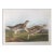 Audubon Sharp Tailed Grouse From Abbeville Edition For Sale