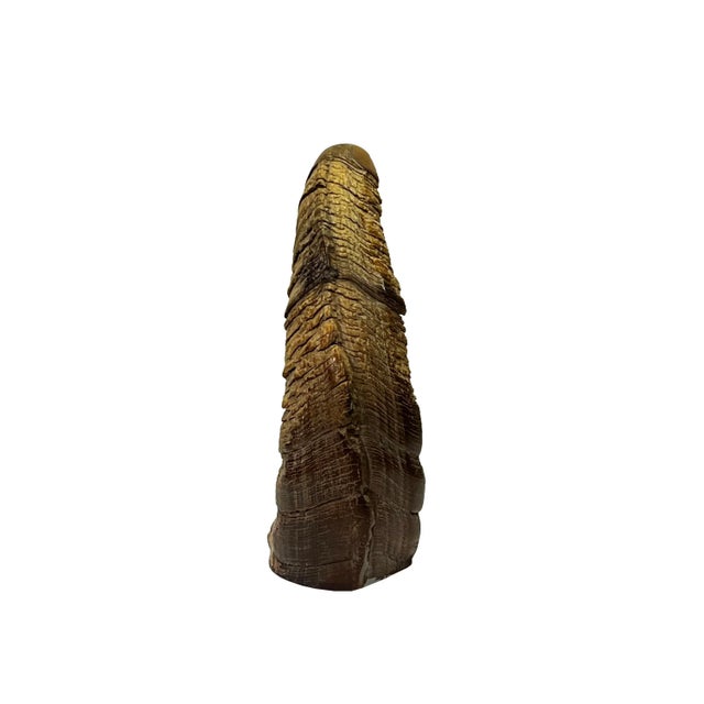 This is a horn shape display art with a raw rough surface. It has its own wood patina and color. Good for collection and...