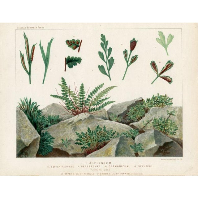 Original antique lithograph print from a late-1800s folio of European Ferns. These richly colored prints feature the Ferns...