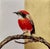 Plastic Anastasia Gklava, Crimson Chat Red Bird, 2025, Acrylic & Gold Leaf For Sale - Image 7 of 7