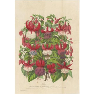 Morren, Fuchsia Species, 1863, Handcolored Print For Sale