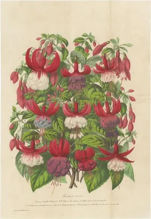 Morren, Fuchsia Species, 1863, Handcolored Print