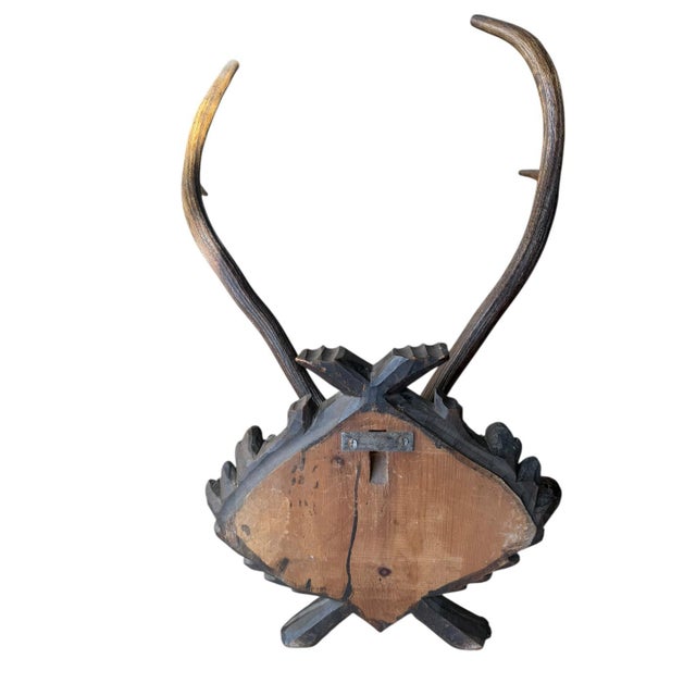 1900 - 1909 Large Trophy Black Forest Mount Antler Rack #1 For Sale - Image 5 of 6