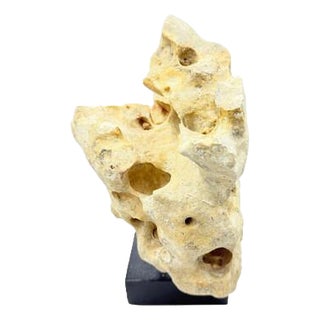 Indonesian Coral Stone On Teak Stand For Sale