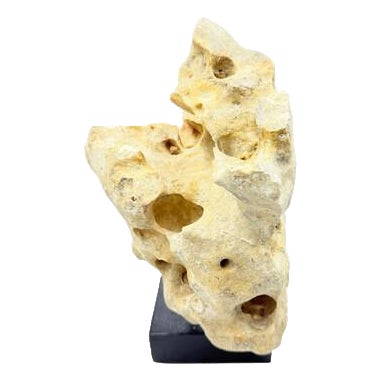 Indonesian Coral Stone On Teak Stand For Sale