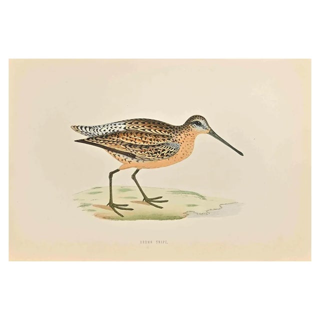 Alexander Francis Lydon, Brown Snipe, Woodcut Print, 1870 For Sale