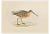 Alexander Francis Lydon, Brown Snipe, Woodcut Print, 1870 For Sale