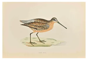 Alexander Francis Lydon, Brown Snipe, Woodcut Print, 1870
