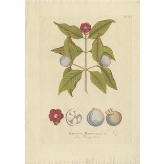 Plenck, Botany Illustration of a Mangosteen Tree, 1790s, Print For Sale