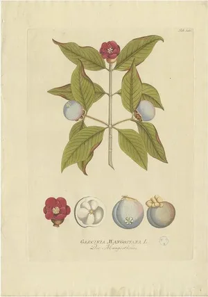Plenck, Botany Illustration of a Mangosteen Tree, 1790s, Print
