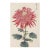 Pink Chrysanthemum by Hasegawa, Vintage Japanese Botanical Art Print, 12" X 18" For Sale