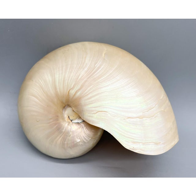 Large Natural Polished Nautilus Shell Specimen – Coastal / Organic Modern For Sale - Image 9 of 9