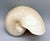 Large Natural Polished Nautilus Shell Specimen – Coastal / Organic Modern For Sale - Image 9 of 9