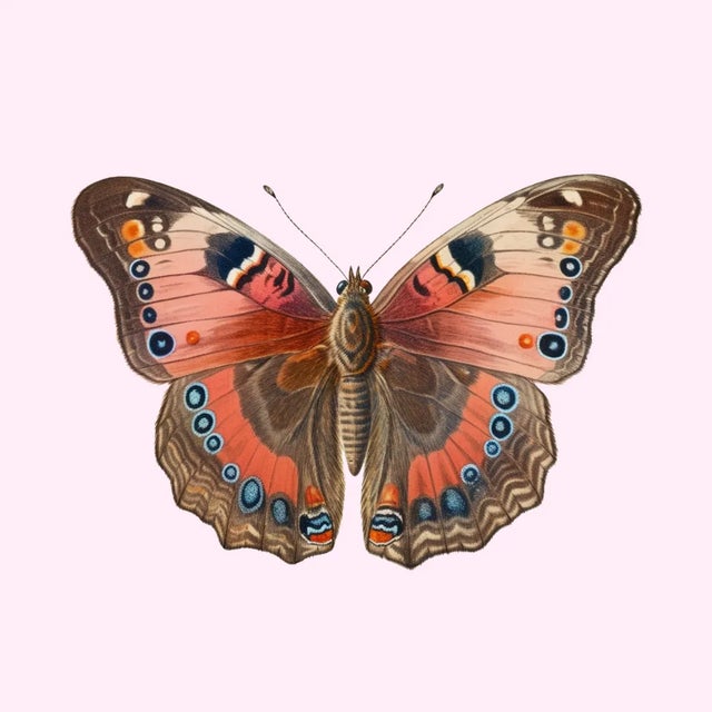 Square Art Print of a Butterfly With Brown and Pink Wings on a Pink Background, 18" X 18" For Sale