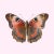 Square Art Print of a Butterfly With Brown and Pink Wings on a Pink Background, 18" X 18" For Sale