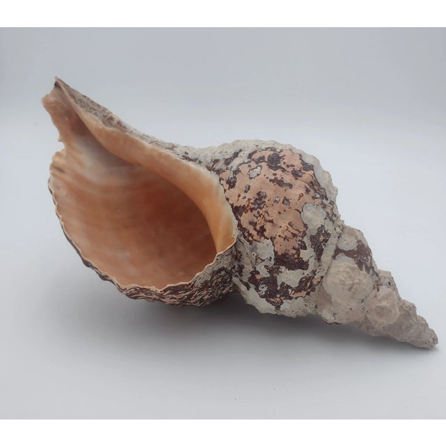 Vintage Horse Conch Shell From the Sea of Cortez – Circa 1970 For Sale - Image 12 of 12