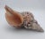 Vintage Horse Conch Shell From the Sea of Cortez – Circa 1970 For Sale - Image 12 of 12