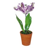 White Parrot Tulip Flamed With Violet in Porcelain by Didier Gardillou For Sale