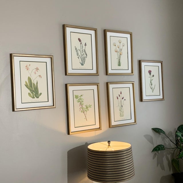 Mid-Century Modern Vintage Botanical Prints Framed - Set of 6- Authentic Vintage 1953 Prints For Sale - Image 3 of 7