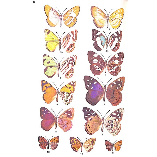 "A Field Guide to the Butterflies of the West Indies" 1975 Riley, Norman D. For Sale - Image 12 of 12