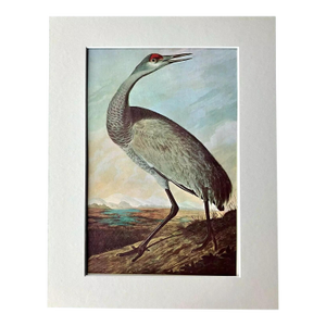 Vintage John James Audubon Matted Print, 1966: Sandhill Crane