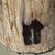 1980s Side Table in Petrified Wood with Black Spots, 1980s For Sale - Image 5 of 18