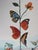 Salvador Dali, Flordali II: La rose papillon, Lithograph For Sale - Image 4 of 9