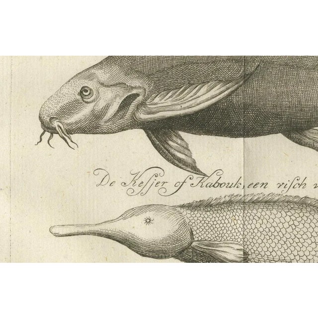 Embalmed Birds and Nile Fish – Egyptian Natural Curiosities, c.1776 : This intriguing antique engraving presents a...