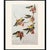 Salmon 1966 Rathbone Warbler After John J. Audubon, Cottage Print For Sale - Image 8 of 9
