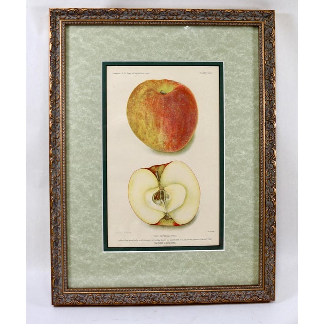 American Antique Department of Agriculture Framed Botanical Apple and Peach Lithographs-Set of 3 For Sale - Image 3 of 10