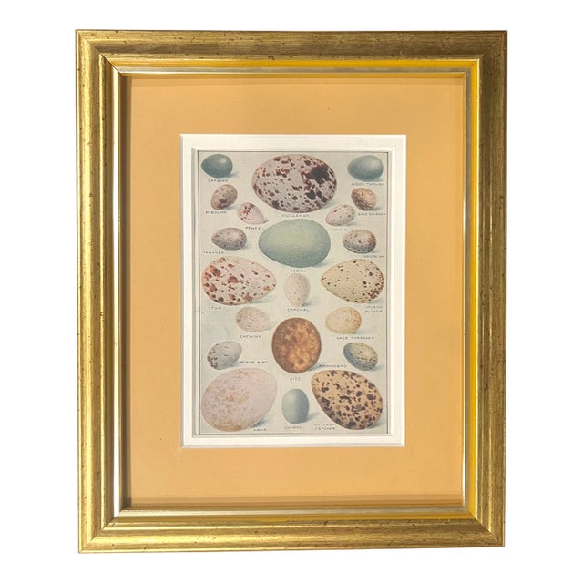 Oology Bird's Egg Scientific Illustration Original Print For Sale