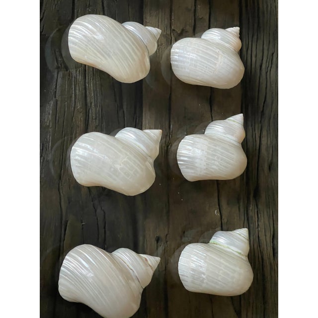 1960s 1960s Coastal Table Decor- Dozen Turbo Sea Shells Napkin Rings Mother of Pearl - 12 pcs For Sale - Image 5 of 6