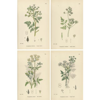 Sowerby, British Chervil Quartet, Hand-Colored Prints, 1902, Set of 4 For Sale