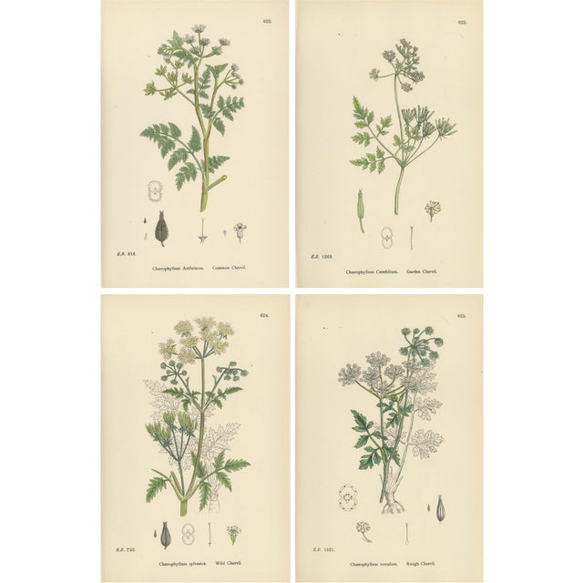 Sowerby, British Chervil Quartet, Hand-Colored Prints, 1902, Set of 4 For Sale