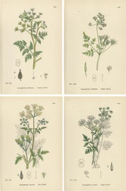 Example of Reproduction Prints