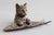 A superb antique French bronze cat and fish pen tray, circa 1930. This charming tray has a finely detailed bust of a cat...
