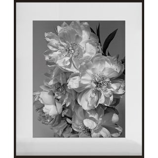 "Coral Charm Peony III", Contemporary, Framed, Photograph by Jean Karotkin For Sale