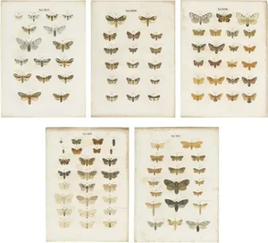 Ramann, Butterflies and Moths, 1870, Paper, Set of 5