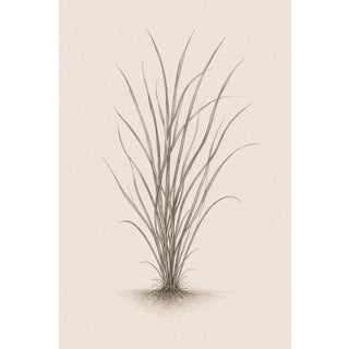 Coastal Sea Grass Study Iv, Minimalist Botanical Art Print, 24" × 36" Reproduction For Sale
