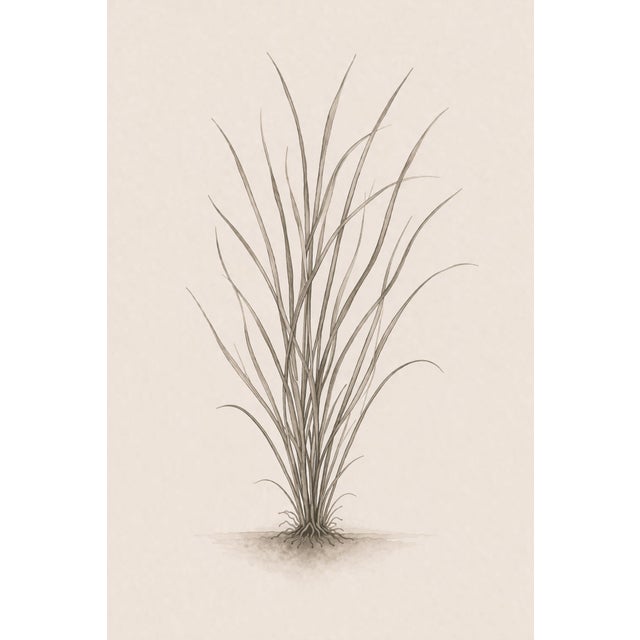 Coastal Sea Grass Study Iv, Minimalist Botanical Art Print, 24" × 36" Reproduction For Sale