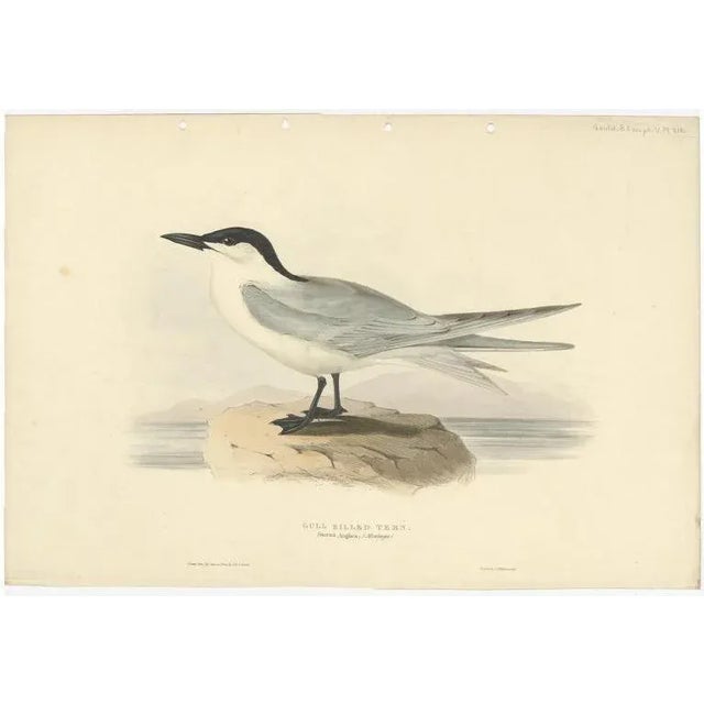 Early 19th Century Gould, Gull-Billed Tern, 1832, Paper For Sale - Image 5 of 5