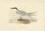 Early 19th Century Gould, Gull-Billed Tern, 1832, Paper For Sale - Image 5 of 5