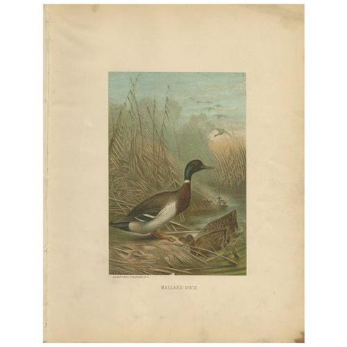 Paper Prang, Mallard Duck, 1898, Paper For Sale - Image 7 of 7