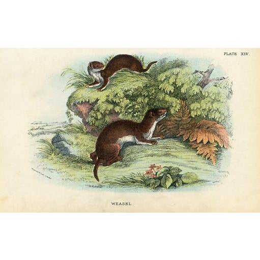 Paper 1890s, Mammal Prints, Set of 6, Original Antique Prints, Lithographs, England For Sale - Image 7 of 7