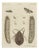 Bertuch, Magnified Insect Larvae and Small Moths, 1805, Print For Sale